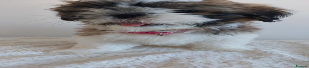 Shih Tzu Puppy 3