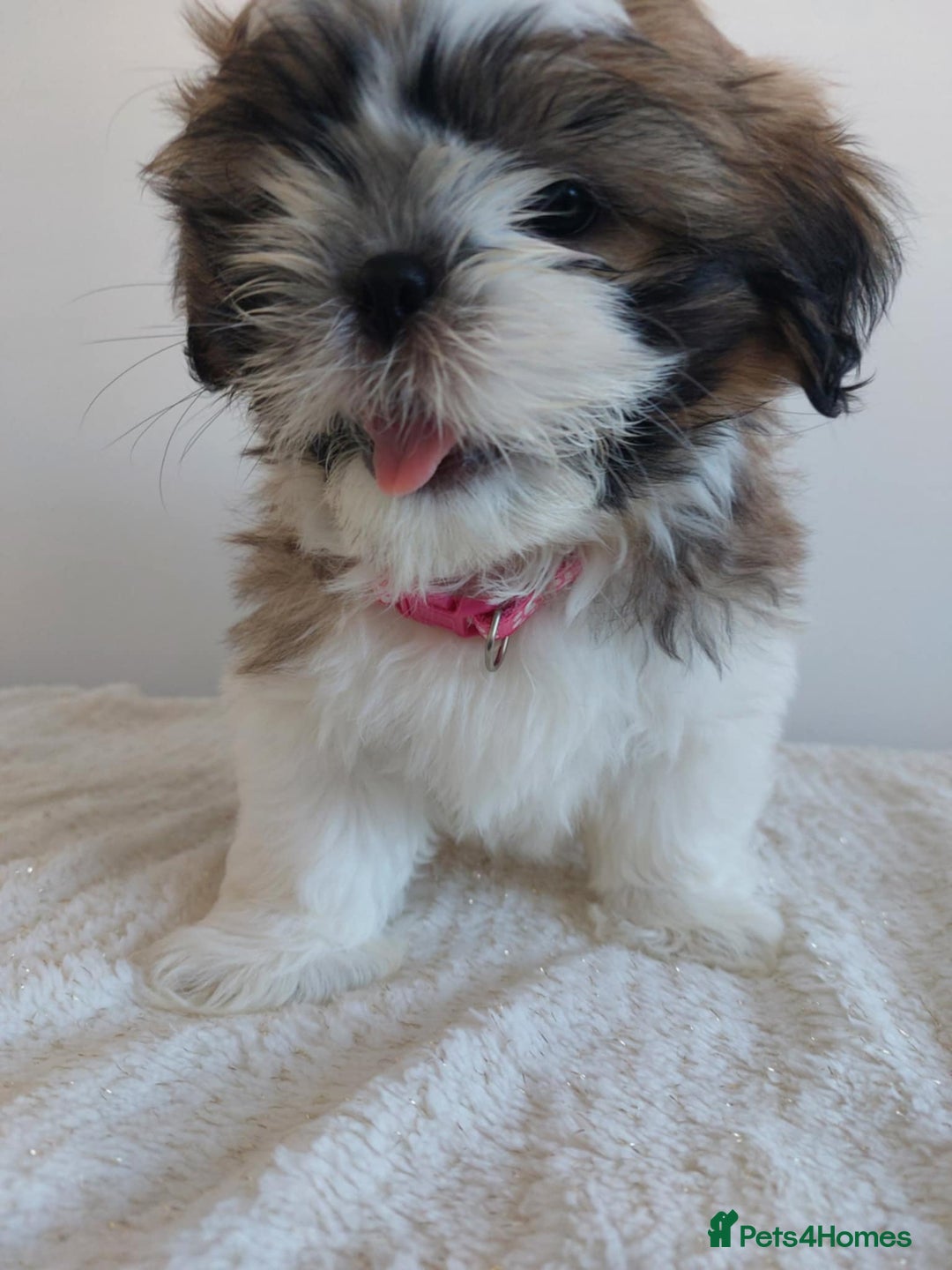 Shih Tzu dogs for sale: Beautiful Shih tzu puppies 🫶🏼 - Image 3