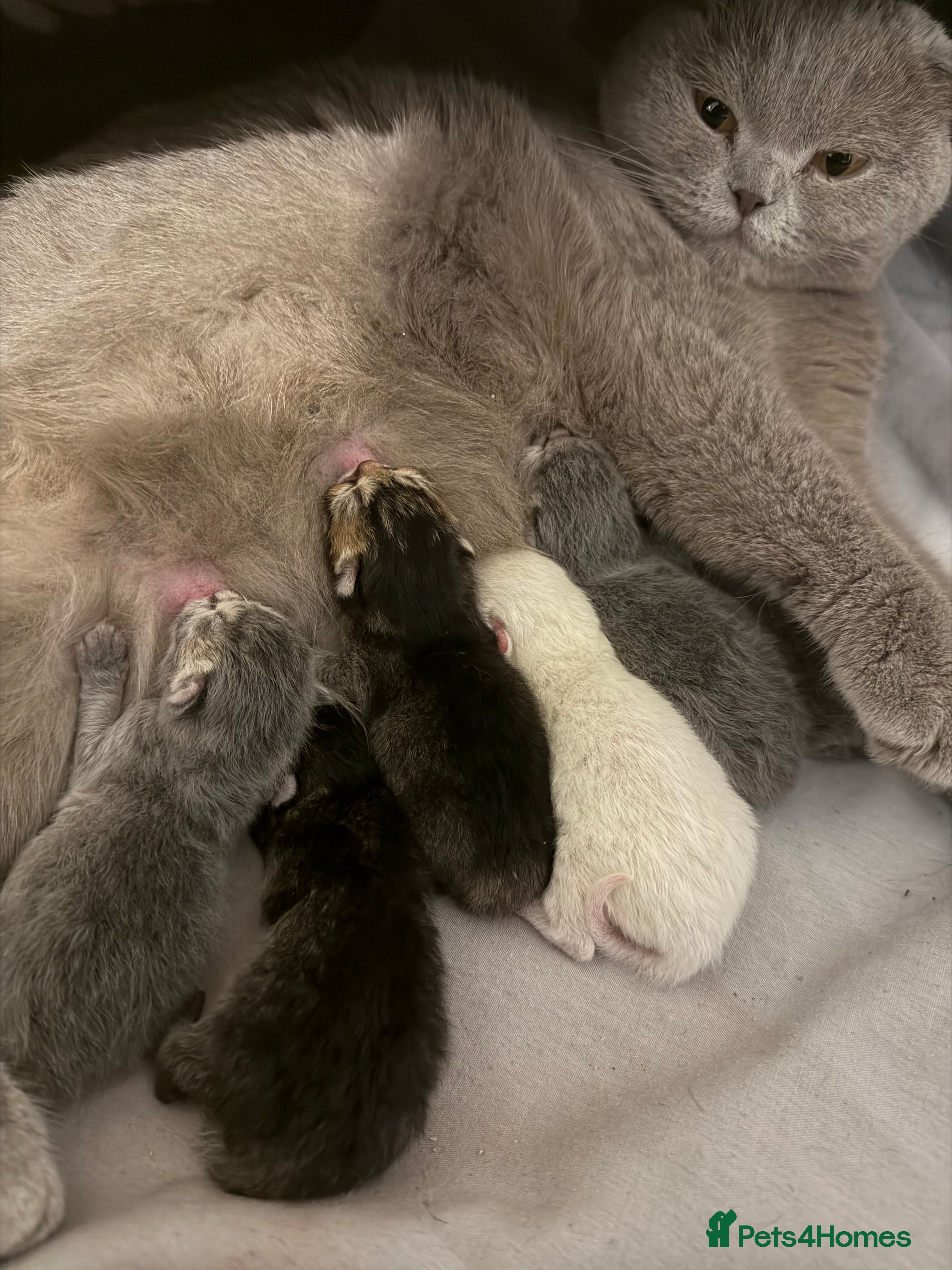 Scottish Fold cats Gorgeous Scottish Fold/Straigt Kittens 🥇 - Advert 3