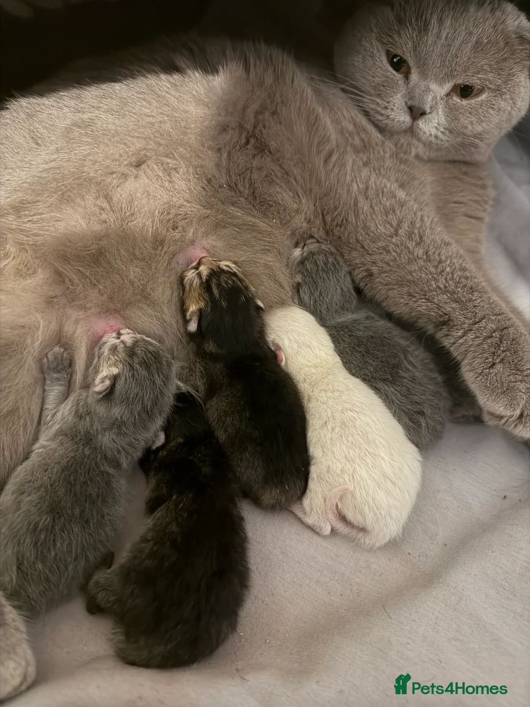 Scottish Fold cats for sale: Gorgeous Scottish Fold/Straigt Kittens 🥇 - Advert 2