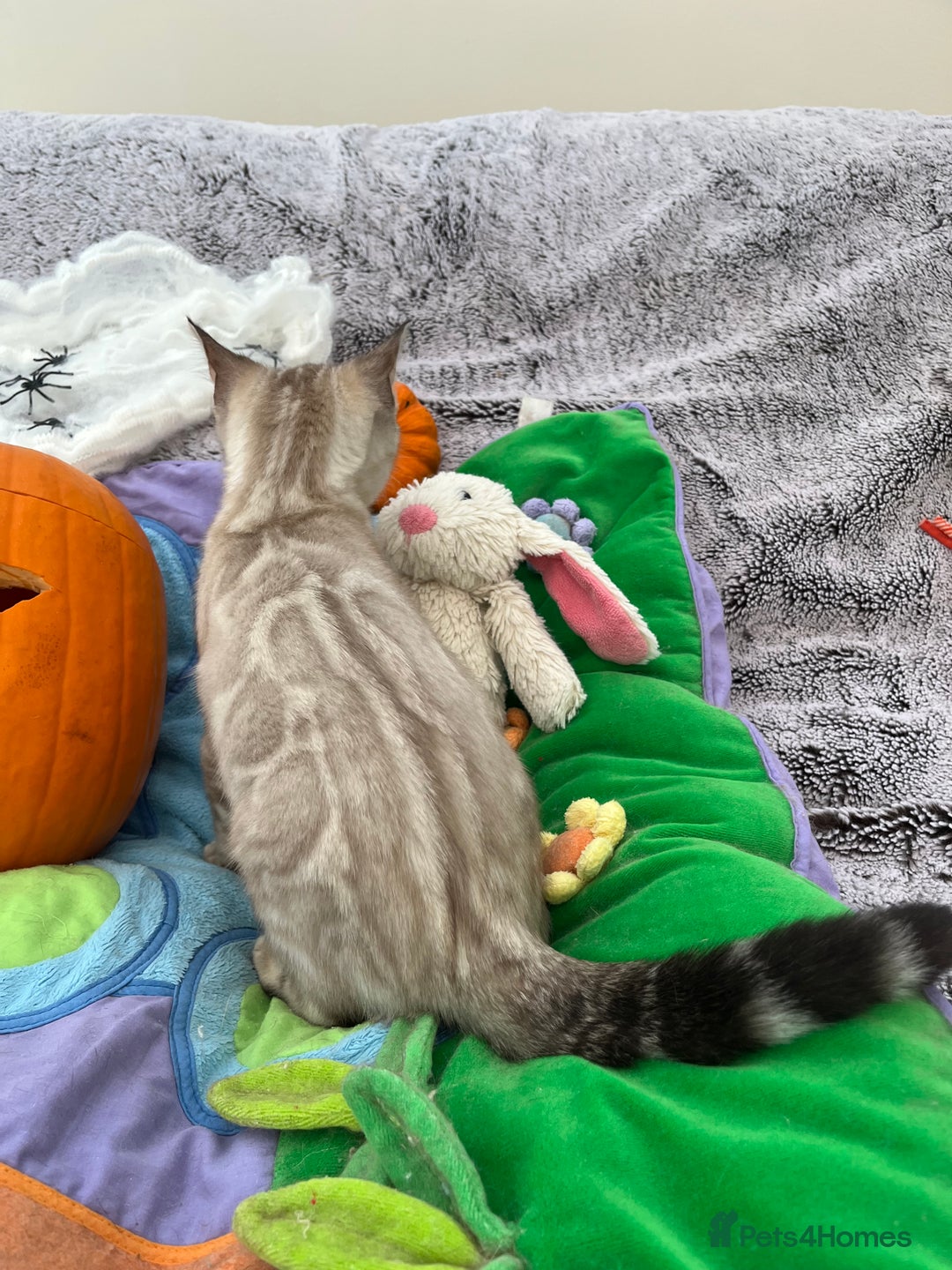 Bengal cats for sale: OUTSTANDING TICA reg BENGAL KITTENS - Image 15