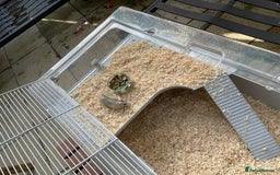 Hamster rodents for sale: Russians Dwarfs hamster  - Image 6