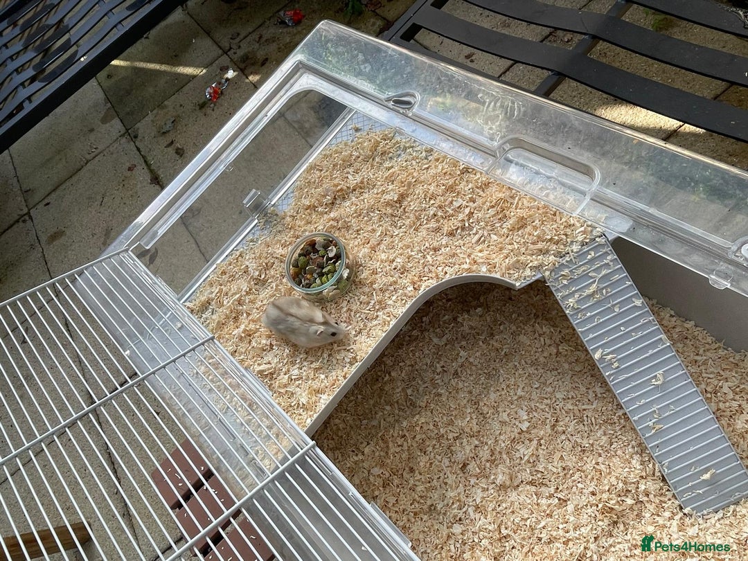 Hamster rodents for sale: Russians Dwarfs hamster  - Image 6