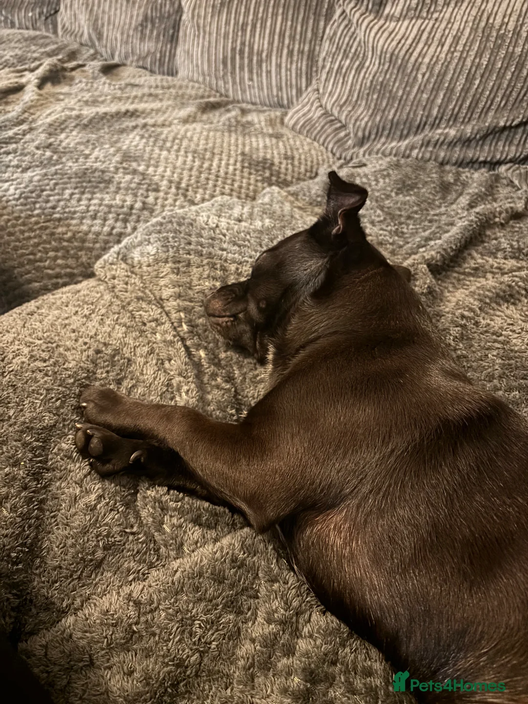 Jug dogs for sale: 2 year old Jug - Advert 2