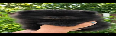 Pomeranian 1