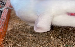 Dutch rabbits for sale: All mixed rabbits £60 each open to offers  - Advert 1