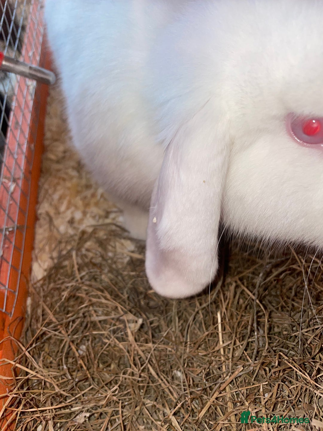 Dutch rabbits for sale: All mixed rabbits £60 each open to offers  - Advert 1