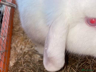 Dutch rabbits All mixed rabbits £60 each open to offers - Advert 10