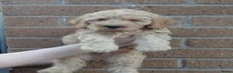 Cockapoo dogs for sale: 5* F2B Merle Cockapoos  - Advert 18