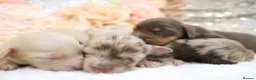 Miniature Dachshund dogs for sale: KC Longhair Miniature Dachshunds - Advert 12