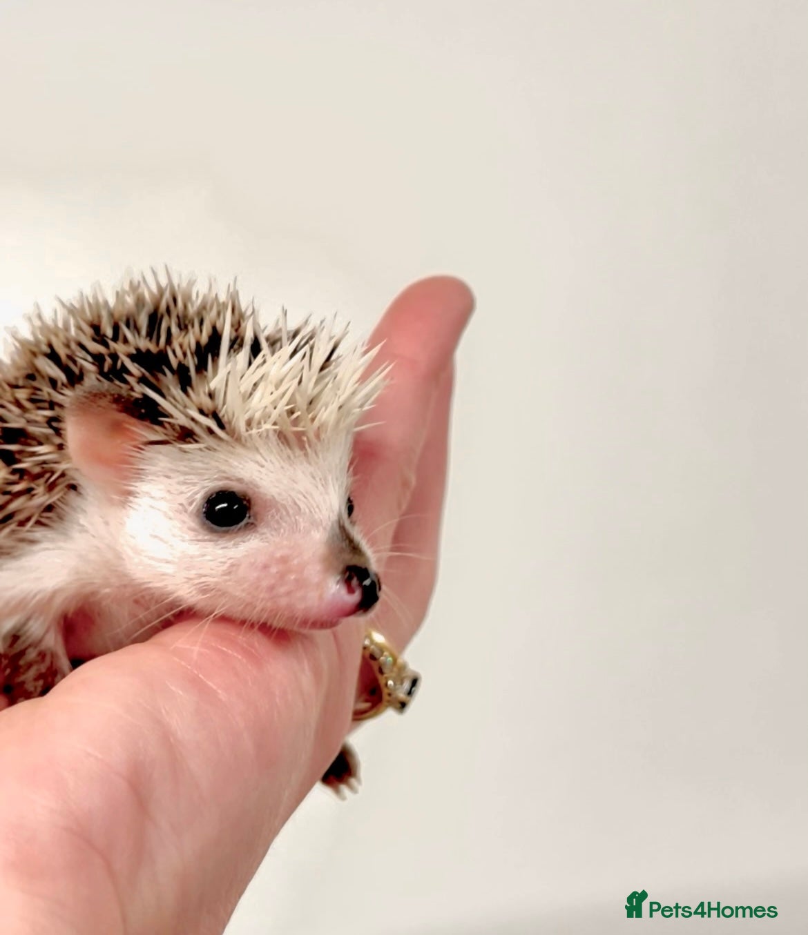 Pygmy Hedgehog rodents Beautiful Baby Hedgehogs 🦔 🍂 Pinto African Pygmy - Advert 1