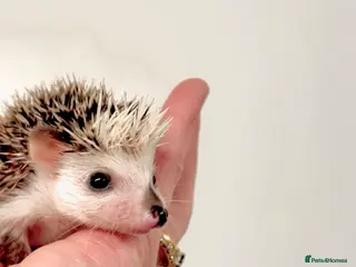 Pygmy Hedgehog rodents for sale: Beautiful Baby Hedgehogs 🦔 🍂 Pinto African Pygmy - Advert 1