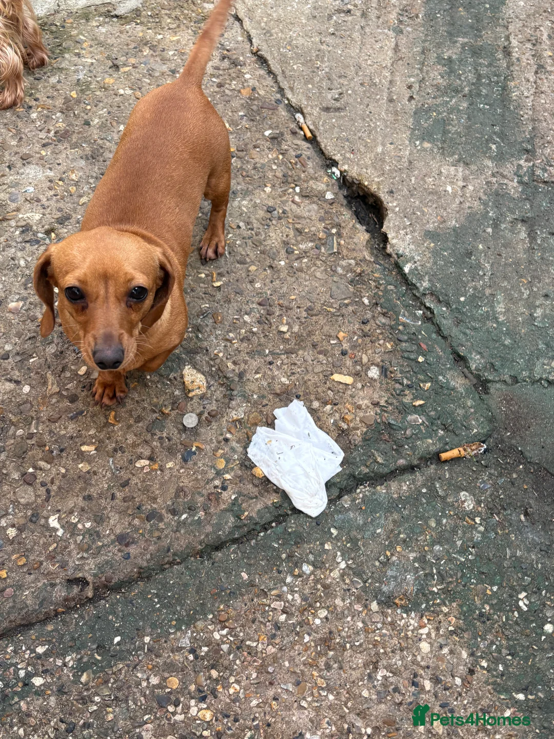 Miniature Dachshund dogs for sale: miniature dachshund for sale  in West Malling - Advert 3