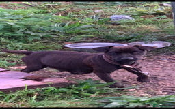 Patterdale Terrier dogs for sale: Patterdale terrier puppies  - Image 8