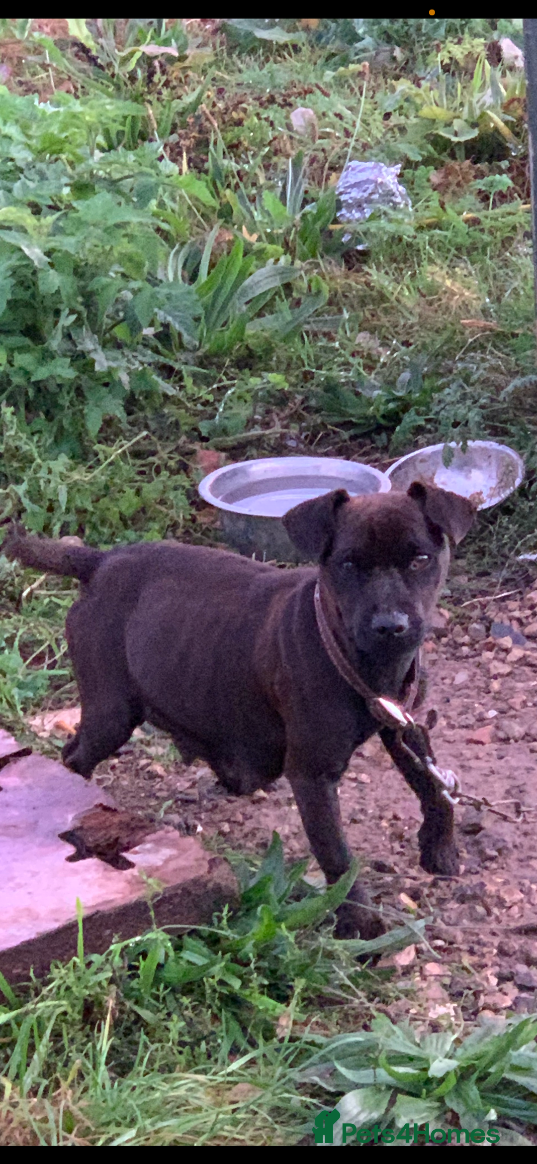 Patterdale Terrier dogs for sale: Patterdale terrier puppies  - Image 8