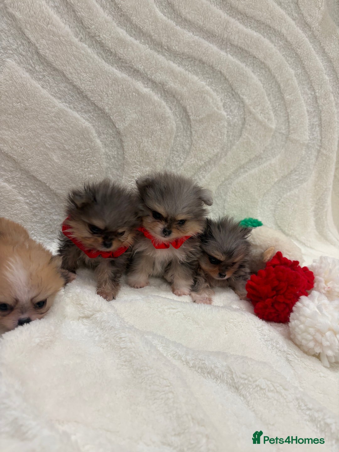 Pomeranian dogs for sale: RARE MINI MERLE FLUFFY POMERANIANS  - Advert 1