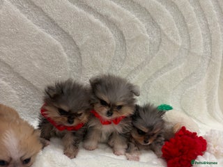 Pomeranian dogs RARE MINI MERLE FLUFFY POMERANIANS - Advert 6