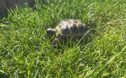 Tortoise reptiles for sale: Horsefield tortoises - Image 4
