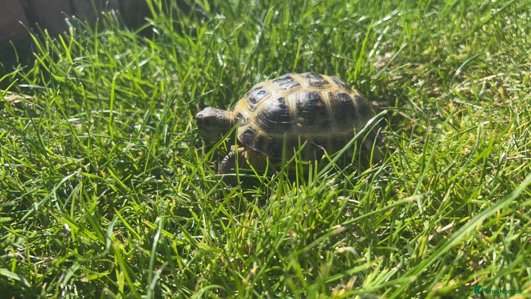 Tortoise reptiles for sale: Horsefield tortoises - Image 4