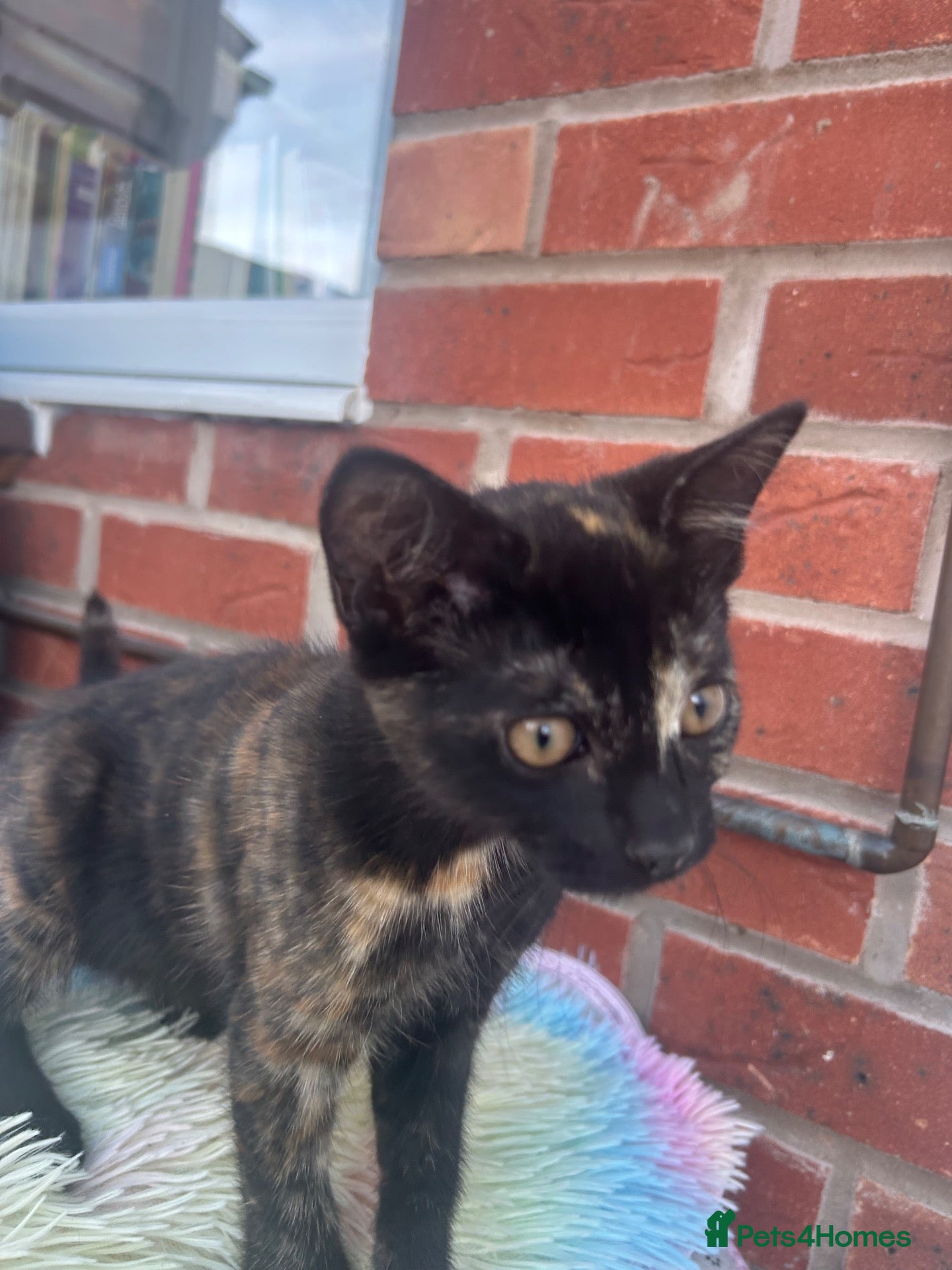 Mixed Breed cats ♥️ Kittens are looking for a new home♥️ - Advert 15