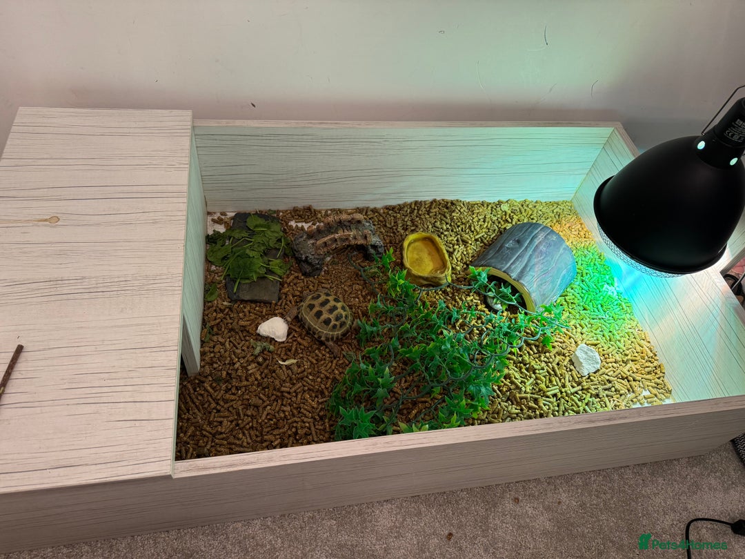 Tortoise reptiles for sale: Horsefeild Tortoise (2 and a half years old) - Advert 2