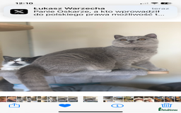 British Shorthair cats for sale: Beautiful BSH kittens  - Image 22