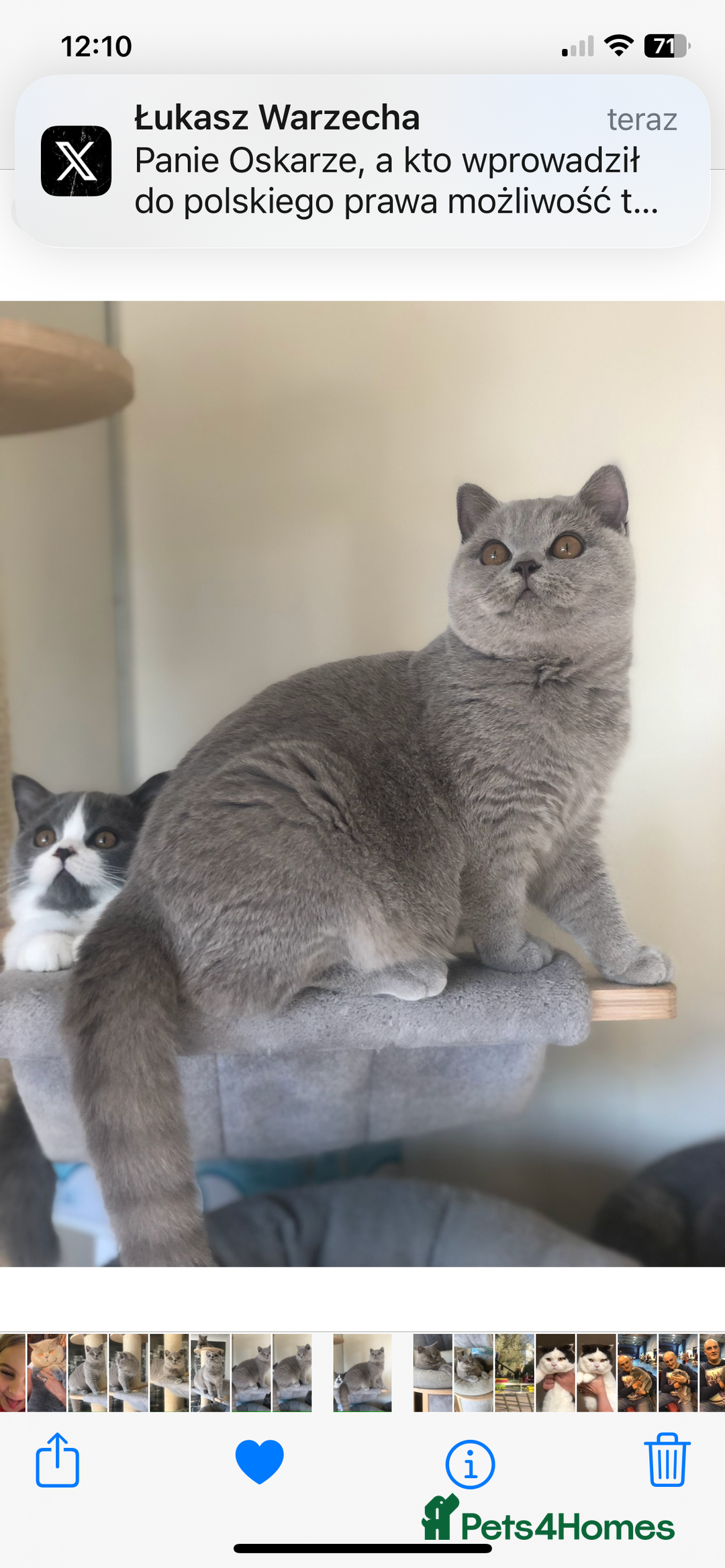 British Shorthair cats for sale: Beautiful BSH kittens  - Image 22