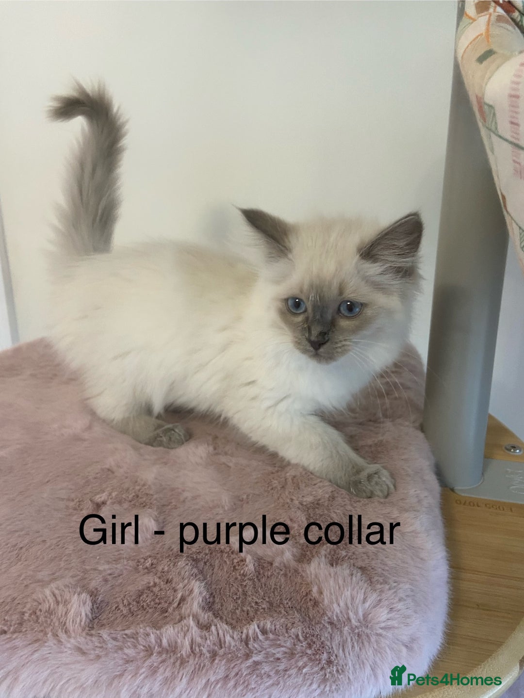 Ragdoll cats for sale: TICA ragdolls cherubim mink sepia solid tabby - Advert 10