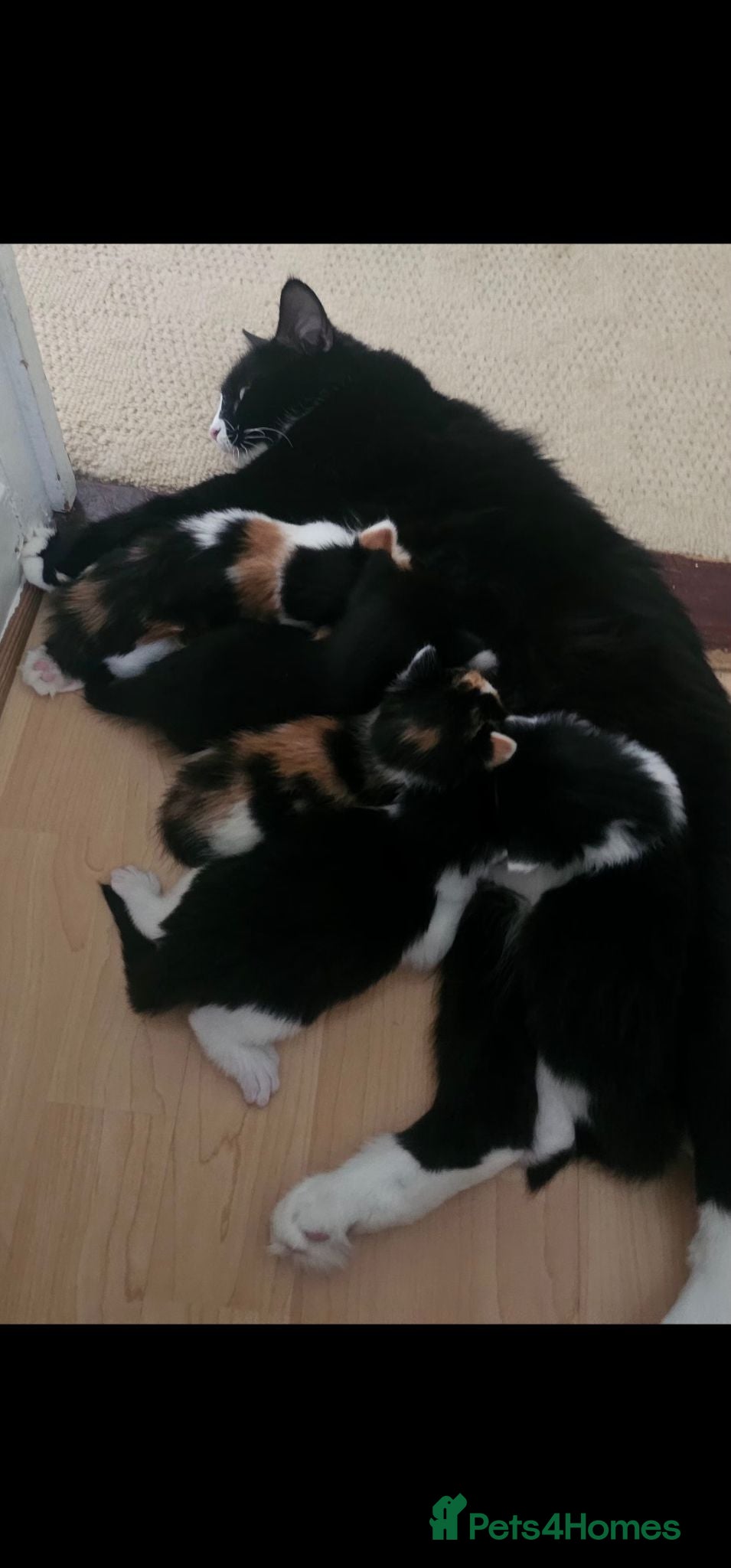Mixed Breed cats 5 beautiful kittens looking for new home - Advert 4