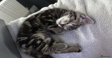 Mixed Breed cats - Advert 6