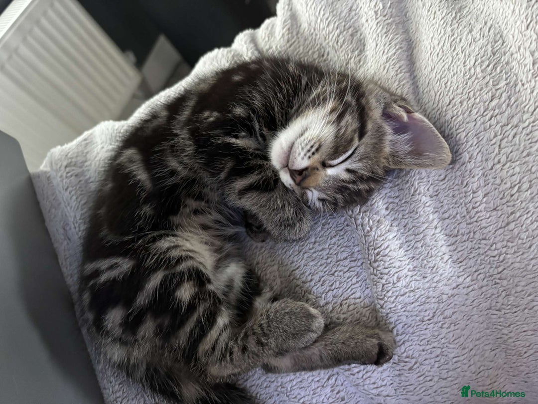 Mixed Breed cats for sale: 4 Lovely kittens  - Image 2