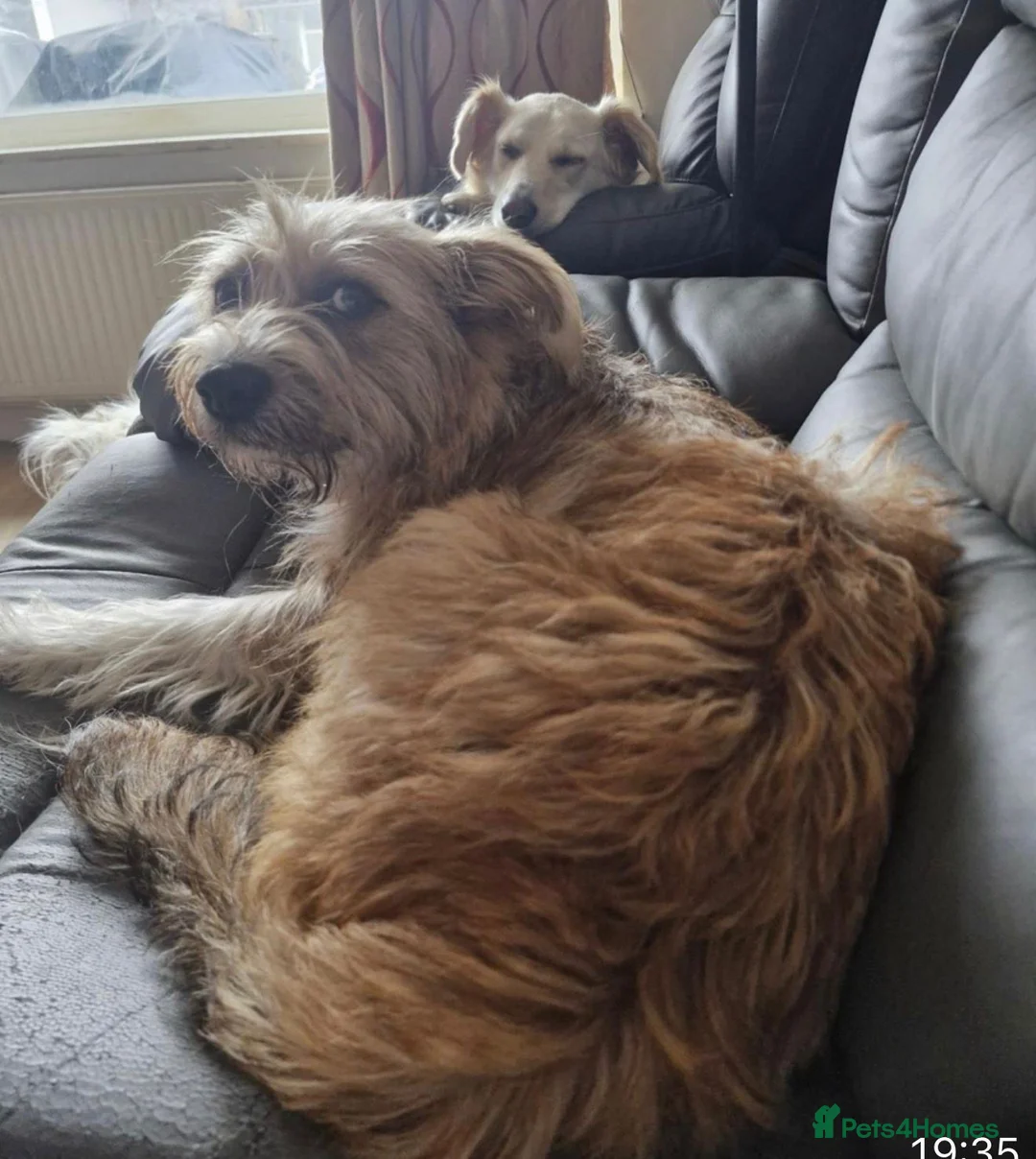 Mixed Breed dogs for adoption: Reeva- needs another doggy sibling - Advert 2
