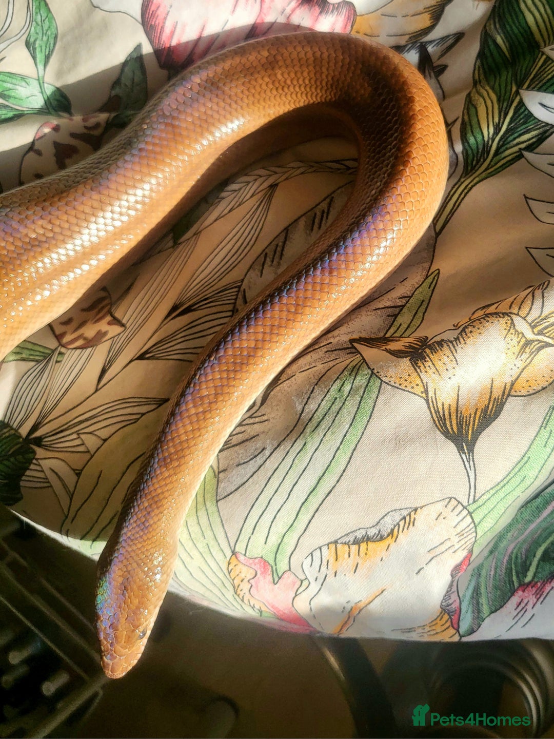 Boa Snake reptiles for sale: Male Colombian Rainbow Boa - Image 3