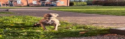 Whippet dogs for sale: Whippet Male  - Advert 4