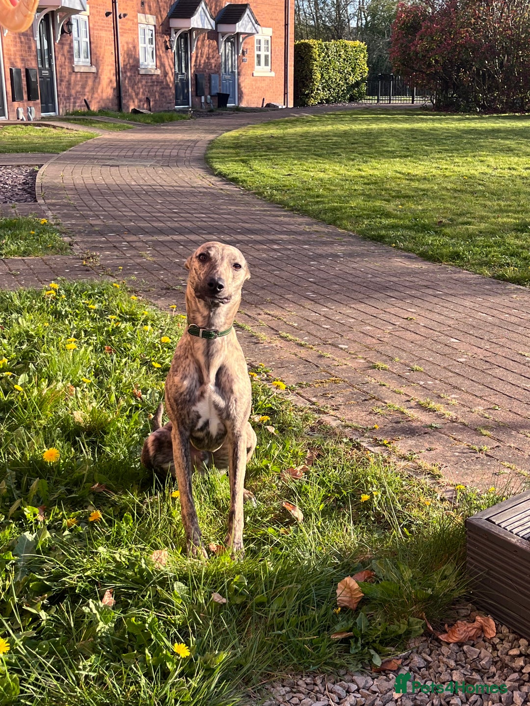 Whippet dogs for sale: Whippet Male  - Advert 4