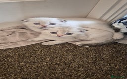 Scottish Fold cats for sale: Beautiful Girl ready to go - Image 5