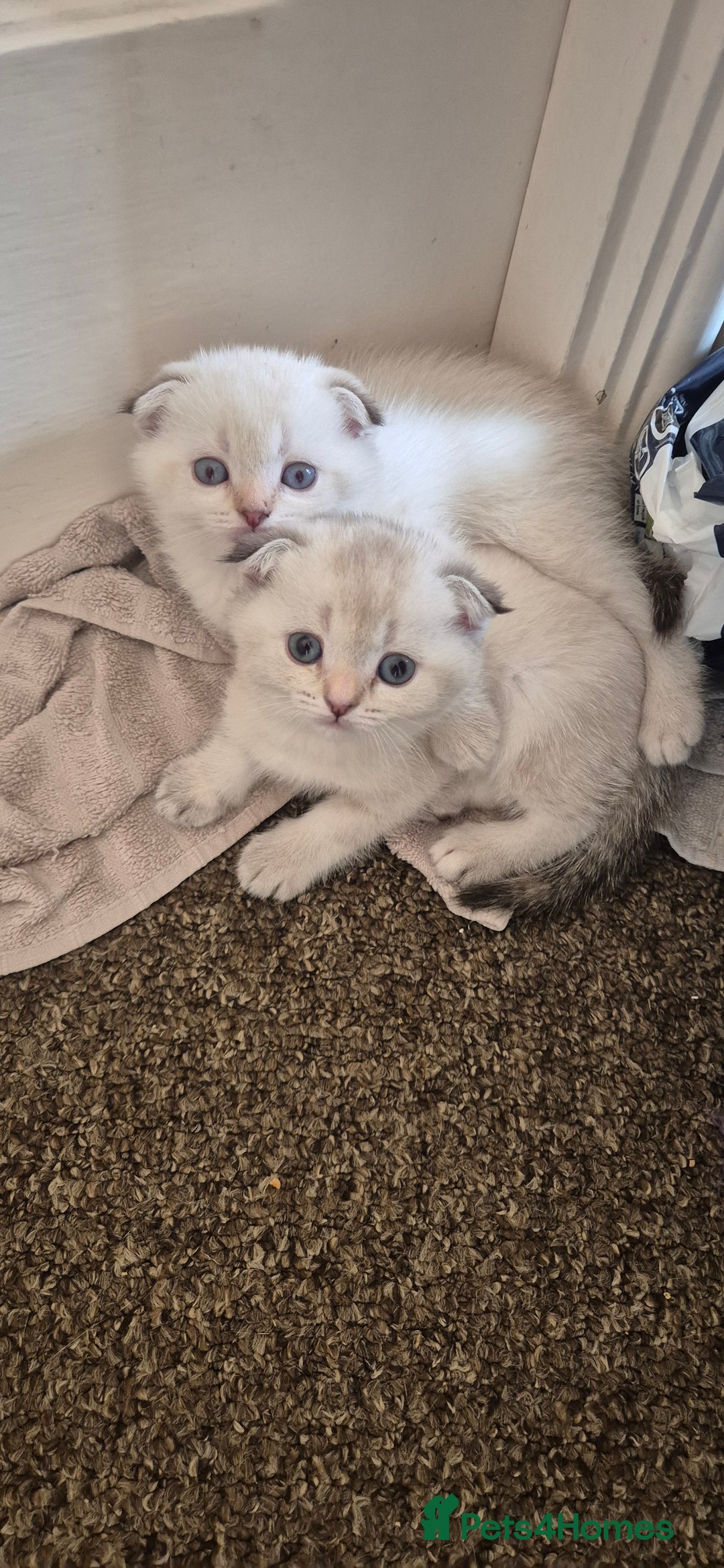 Scottish Fold cats for sale: Beautiful Girl ready to go - Image 5