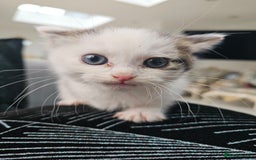 Russian Blue cats for sale: Lovley Russian white/Persian  - Advert 3