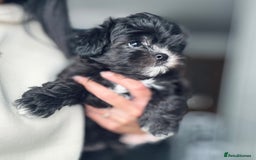 Maltipoo dogs for sale: 🩵Last Top Quality Rare Korean/Asian F1 Maltipoo🩵 in Bathgate - Image 2