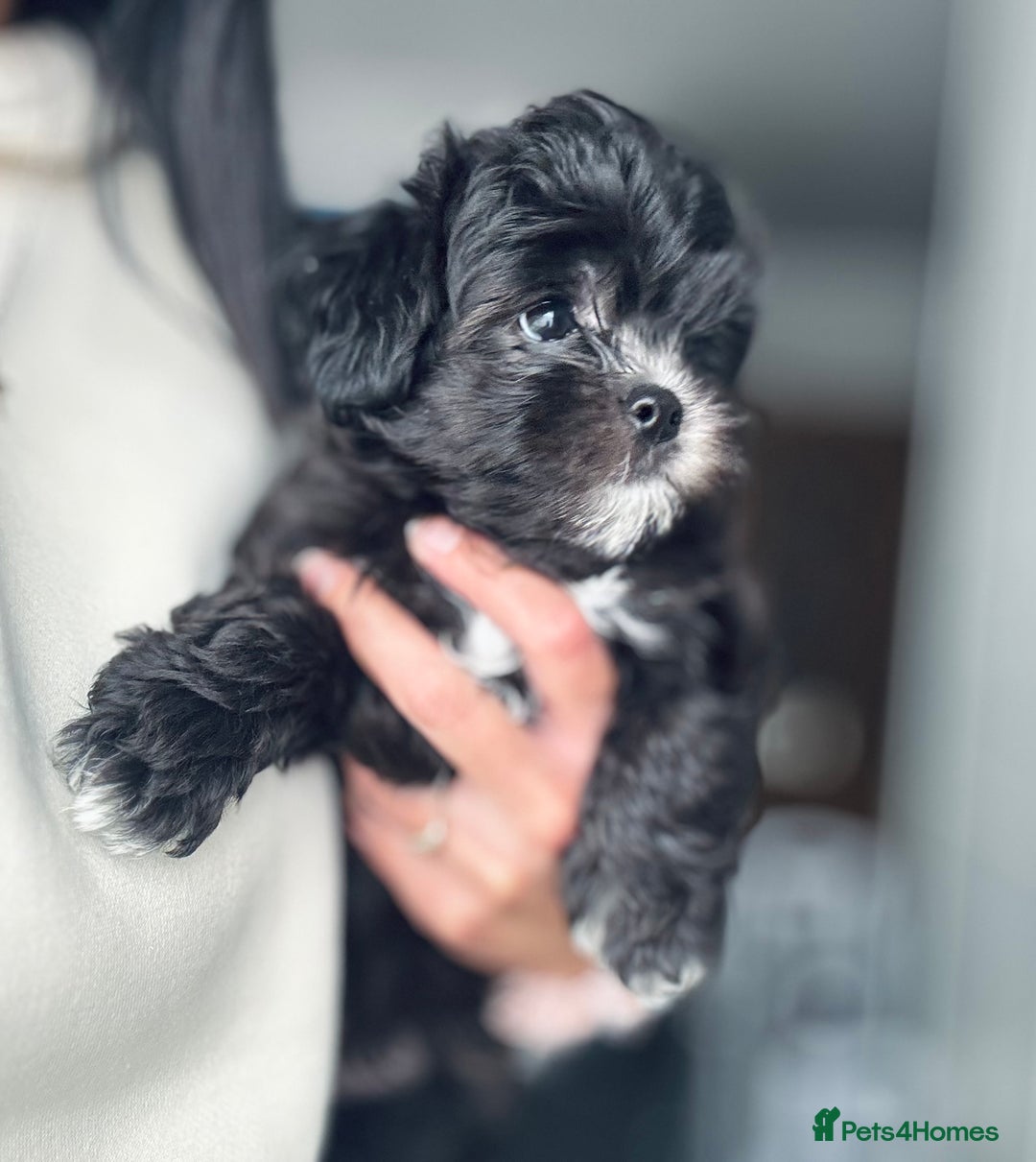 Maltipoo dogs for sale: 🩵Last Top Quality Rare Korean/Asian F1 Maltipoo🩵 in Bathgate - Image 2