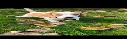 Beagle dogs for stud: Beagle in Redditch - Advert 6