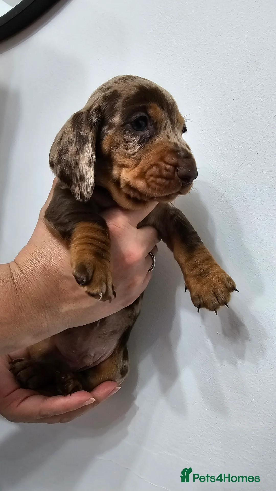 Dachshund dogs for sale: Ready Now ! KC Standard Dachshund puppies!  - Advert 24