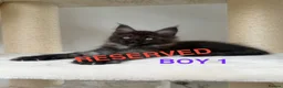 Maine Coon cats for sale: Only 2 left. SHOW QUALITY MAINE COON KITTENS  - Advert 6