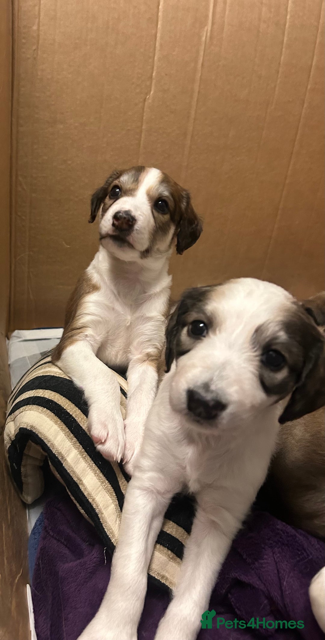 Mixed Breed dogs for sale: Stunning saluki cross Norfolk Wolly  lurcher  - Advert 11