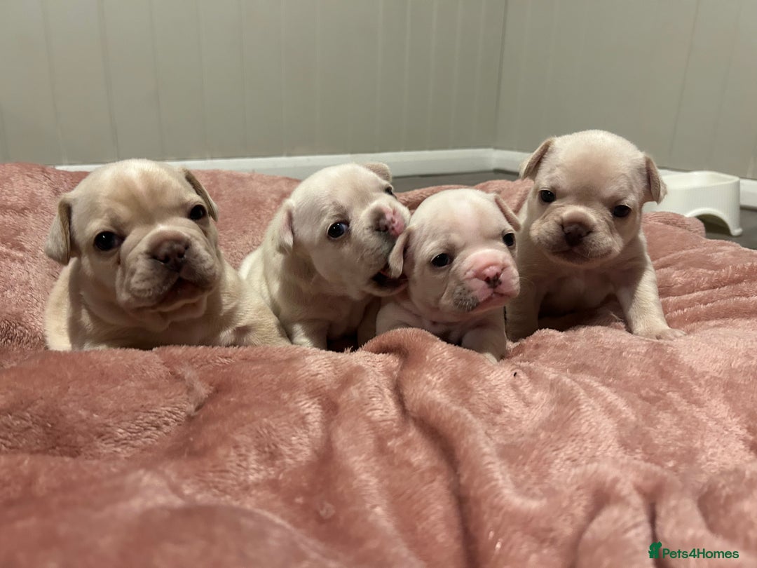 French Bulldog dogs for sale: last girl ready to leave now 🐾⚡️ - Advert 16