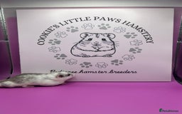 Hamster rodents for sale: Pedigree Chinese hamsters  - Image 3