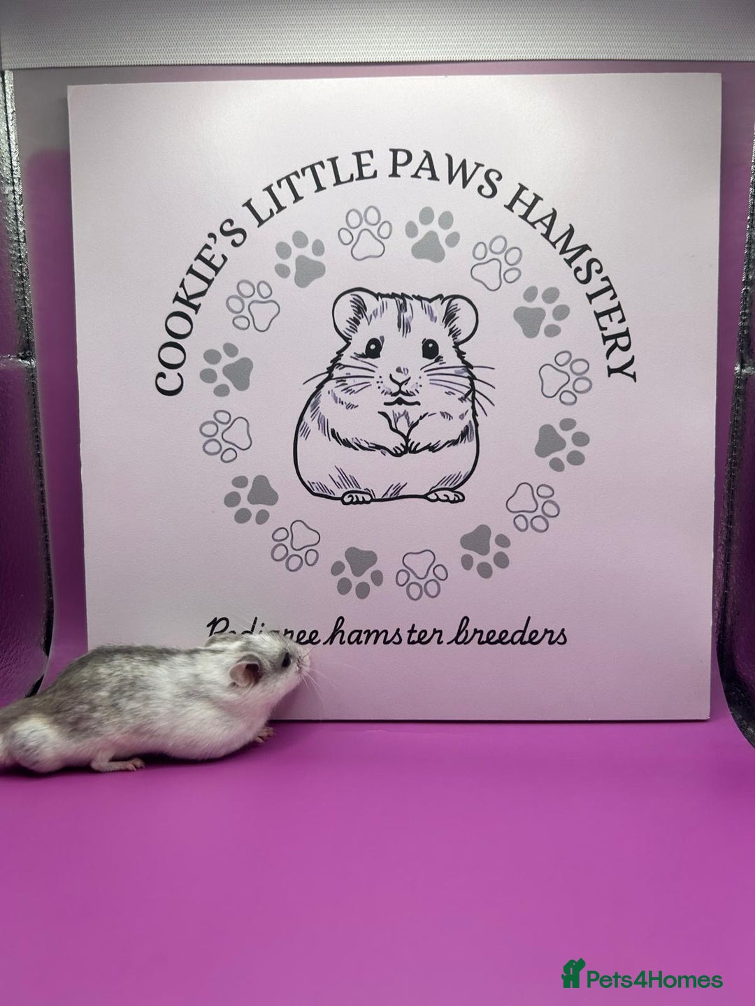Hamster rodents for sale: Pedigree Chinese hamsters  - Image 3