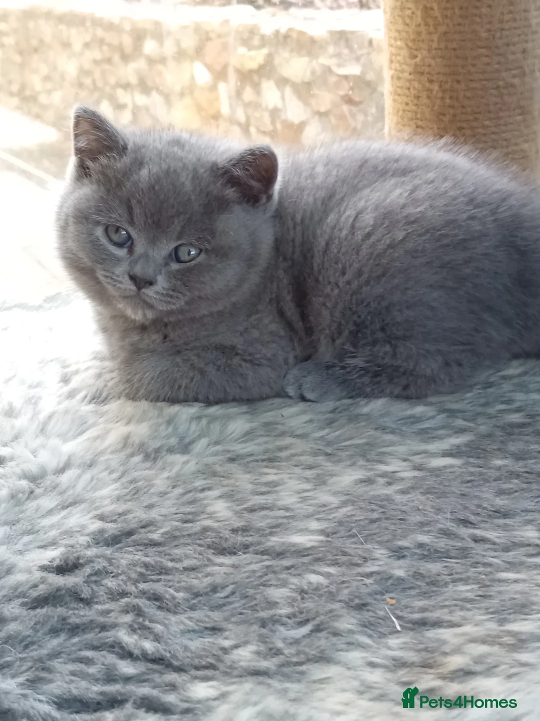 British Shorthair cats for sale: Gorgeous British short-haired kittens  - Advert 2