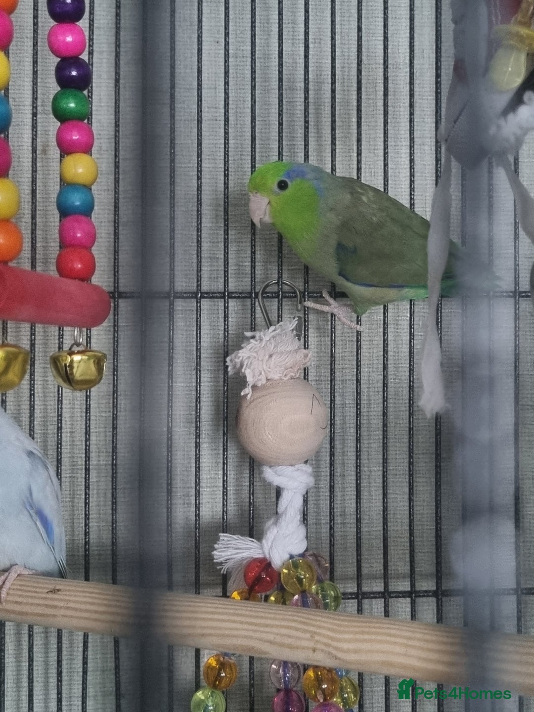 Parakeets birds for sale: Male parrolet  - Image 3