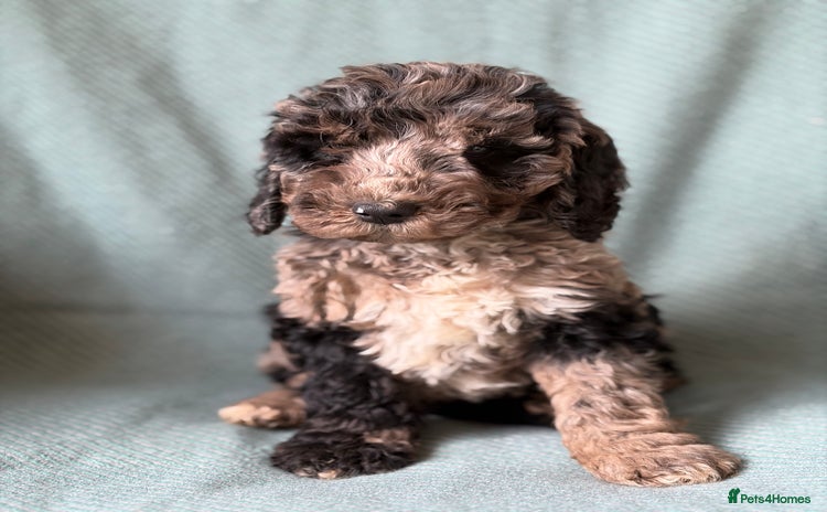 Cockapoo dogs - Advert 7